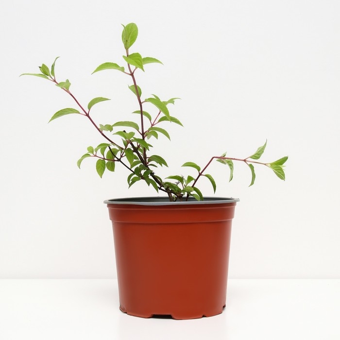 Гортензия метельчатая Даймонд Руж, С3 горшок, Н10-50 высота, 1 шт, Лето 2024 Гортензия метельчатая Даймонд Руж, С3 горшок, Н10-50 высота, 1 шт, Лето 2024