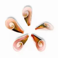 Набор ракушек декоративных, длина 4 см, 5 шт.