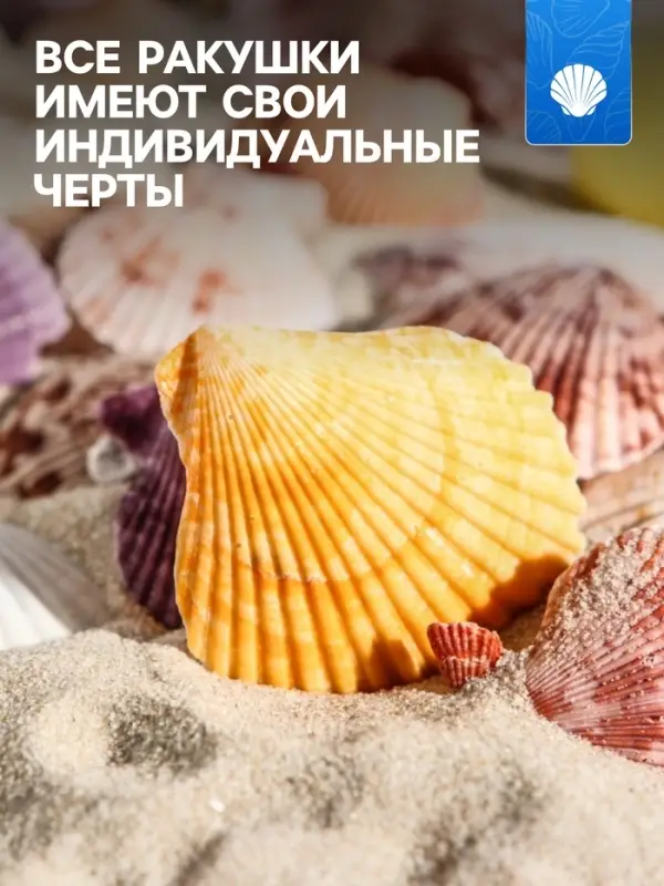 Набор ракушек Пектен Вексиллум средние, 4 - 6 см, 100 г