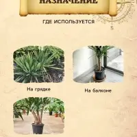 Грунт для Юкки и Драцены PETER PEAT, линия &laquo;Хобби&raquo;, 2.5 л