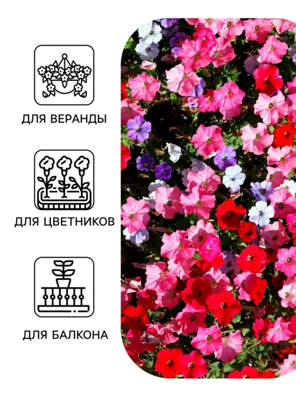 Семена цветов Петуния &laquo;Фристайл&raquo; берри морнинг, F1, 7 шт., &laquo;АЭЛИТА&raquo;