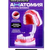 Набор для опытов &laquo;Анатомия&raquo;, челюсть человека