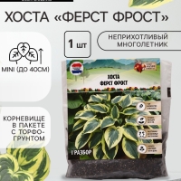 Хоста «Ферст Фрост», корневище в пакете с торфогрунтом, р-р I, 1 шт.