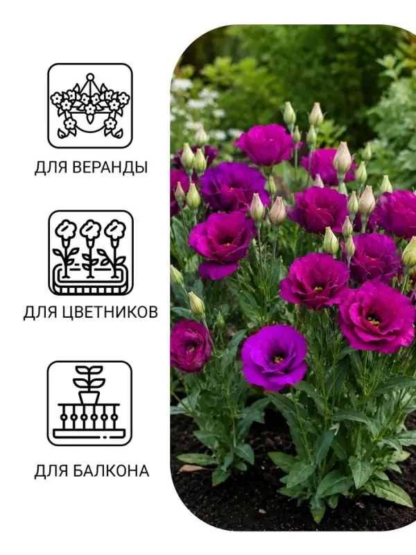 Семена цветов Эустома &laquo;Эхо&raquo; голубая F1, гранулы в пробирке, 4 шт., однолетник, Sakata