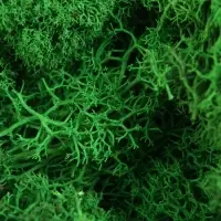 Мох декоративный стабилизированный &laquo;Зелёный&raquo; 45 г (&plusmn;5 г).