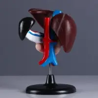 Анатомическая модель &laquo;Макет печени и 12-перстной кишки&raquo;, 14&times;23 см