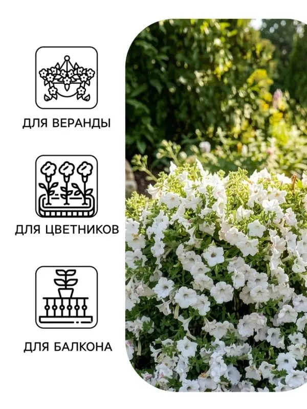Семена цветов Петуния &laquo;Джоконда&raquo; F1, белая, 5 шт., Farao, &laquo;АЭЛИТА&raquo;
