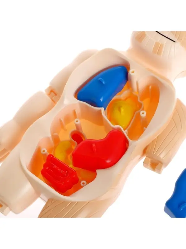 Набор для опытов &laquo;Мое удивительное тело&raquo;