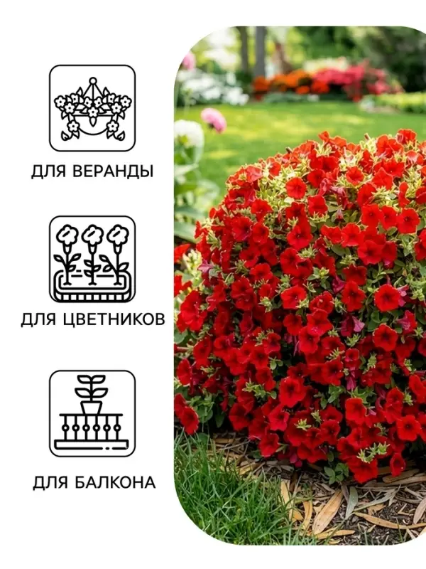 Семена цветов Петуния &laquo;Джоконда&raquo; F1, фиолетовая, драже, 5 шт.
