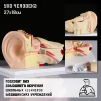 Анатомическая модель &laquo;Макет уха человека&raquo;, 27&times;18 см