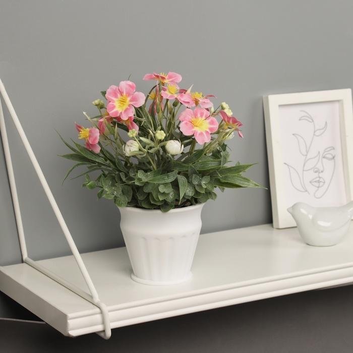 Бонсай в горшке Бонсай в горшке "Примула экстра премиум" 21х9 см, микс