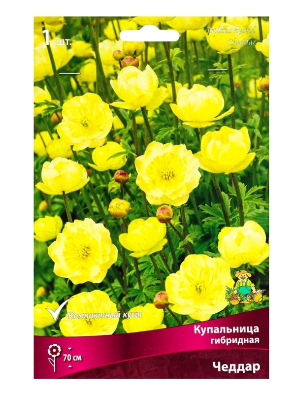 Купальница гибридная Чеддар, р-р I, 1 шт, Весна 2025