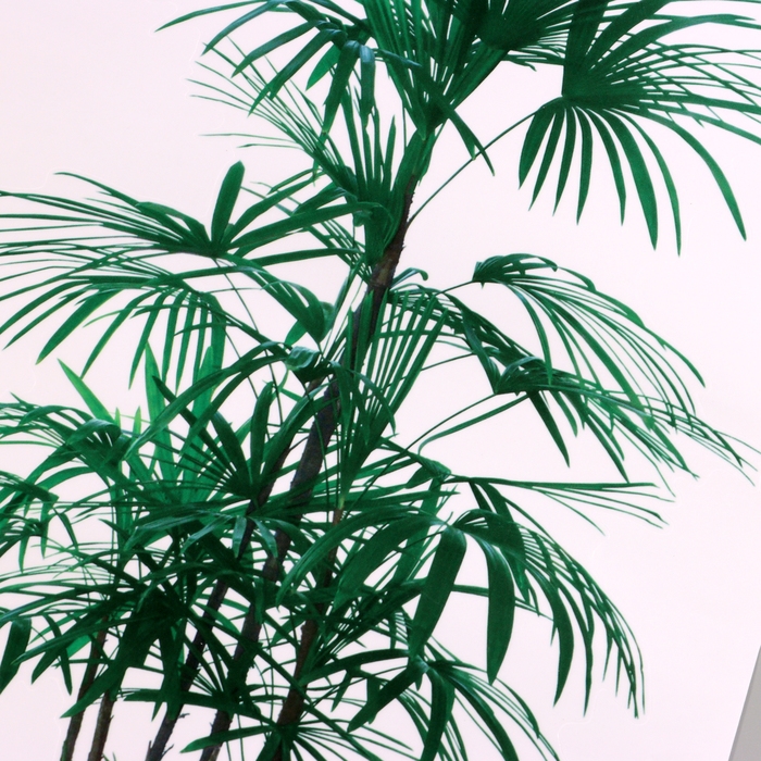 Наклейка 3Д интерьерная Драконово дерево 60*35см Наклейка 3Д интерьерная Драконово дерево 60*35см