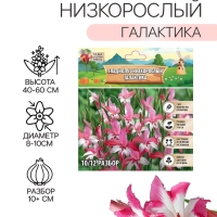 Гладиолус Низкорослый «Галактика», луковица цветов в пакете с перфорацией, р-р 10+, 7 шт.