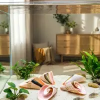 Набор ракушек декоративных, длина 4 см, 5 шт.