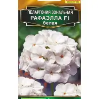 Семена цветов Пеларгония Рафаэлла F1 белая Мн С. Farao Золотая серия, Ц/П,5 шт. Семена цветов Пеларгония Рафаэлла F1 белая Мн С. Farao Золотая серия, Ц/П,5 шт.