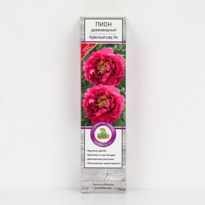 Пион древовидный (привитый на травянистый) «Красный сад Ли» 3 шт., саженец, цветущий, туба Пион древовидный (привитый на травянистый) «Красный сад Ли» 3 шт., саженец, цветущий, туба