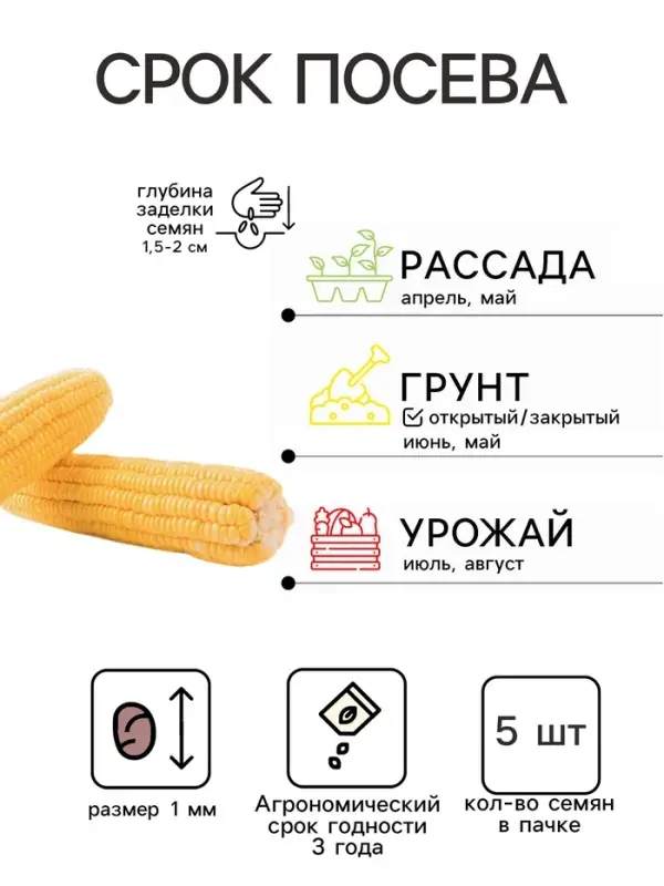 Семена Кукуруза &laquo;Карамело&raquo;, 5 шт., серия &laquo;Детская грядка&raquo;, &laquo;Агросидстрейд&raquo;