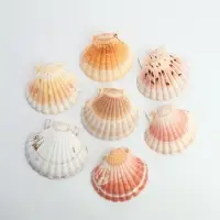 Ракушка декоративная Гребешок, 10-12 см