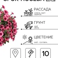 Семена Цветов Петуния &laquo;Городская&raquo; F1, орхидея, драже в пробирке, 7 шт.