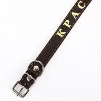 Ошейник однослойный "Красотка", 2.5 см, тиснение фольгой, микс цветов Ошейник однослойный "Красотка", 2.5 см, тиснение фольгой, микс цветов