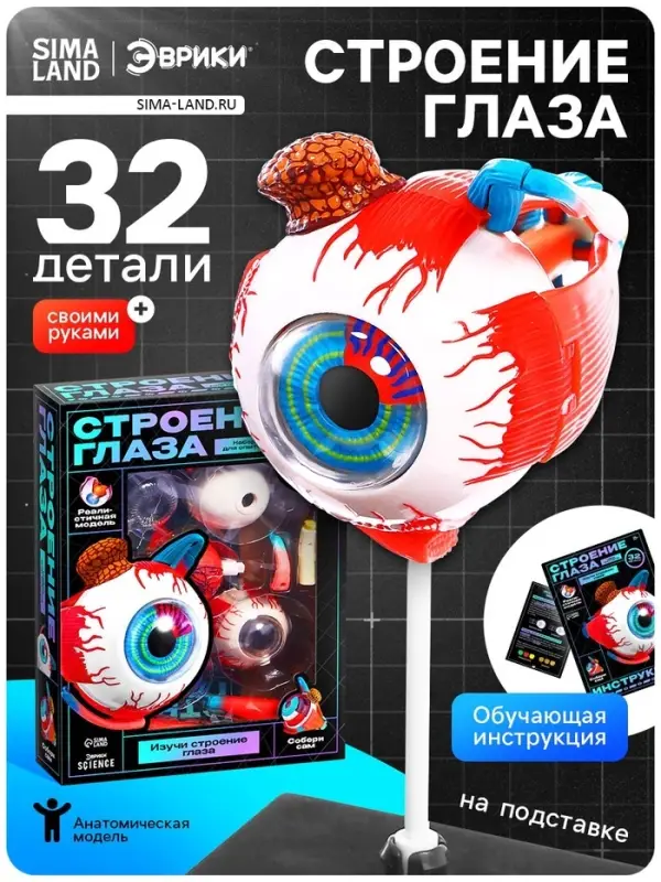 Набор для опытов &laquo;Строение глаза&raquo;, анатомическая модель