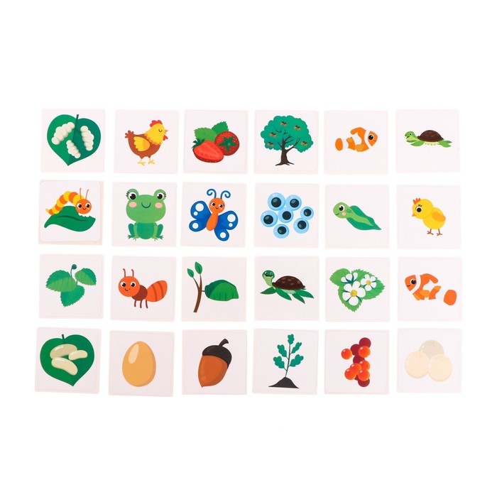 Развивающий набор «Эволюция», животные, растения, насекомые Развивающий набор «Эволюция», животные, растения, насекомые