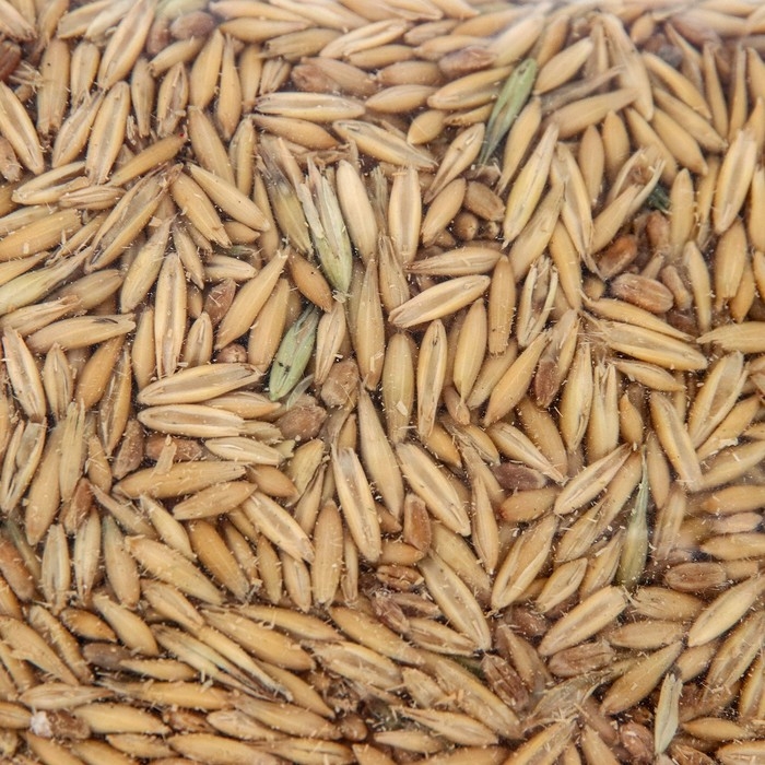 Семена Овес Семена Овес "Рецепты Дедушки Никиты", 1 кг