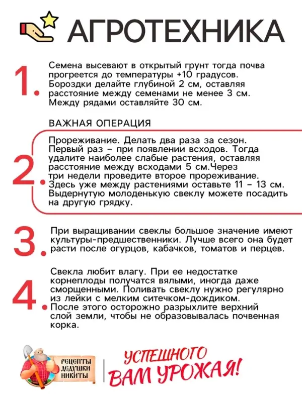 Семена Свёкла  Семена Свёкла "Цилиндра", 2 г