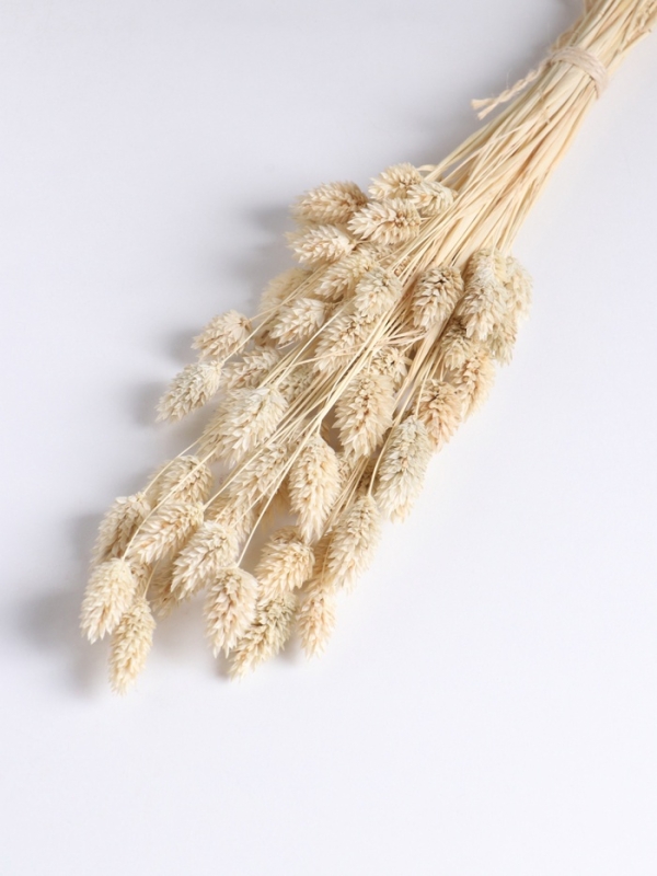 Набор сухоцветов "Фаларис", банч длина 55 (+/- 6 см), выбеленный