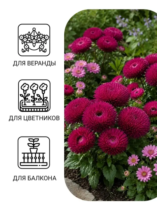 Семена цветов Астра игольчато-коготковая &laquo;Джувел Аметист&raquo;, однолетняя, 0.05 г, &laquo;Гавриш&raquo;