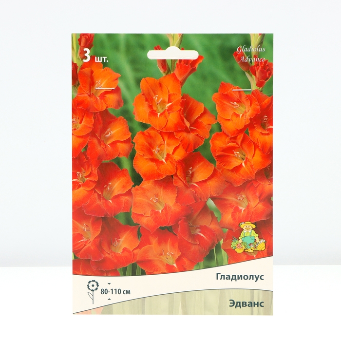 Гладиолус крупноцветковый «Эдванс», луковица цветов в пакете с перфорацией, р-р 10/12, 3 шт.