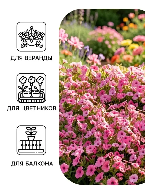 Семена цветов Петуния &laquo;мини Пикколино&raquo;, сиреневая, F1, 5 шт., Farao, &laquo;АЭЛИТА&raquo;