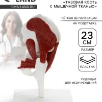 Анатомическая модель &laquo;Тазовая кость с мышечной тканью&raquo;, 23 см