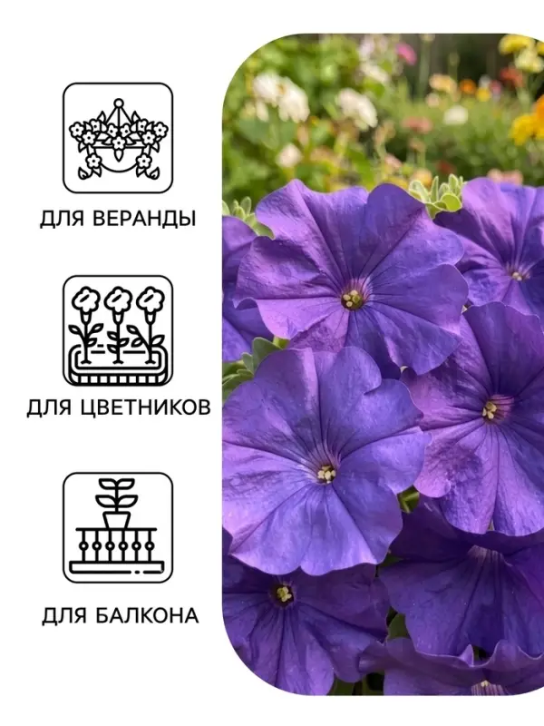 Семена цветов Петуния &laquo;Лимбо&raquo; F1, синяя, крупноцветковая, драже, 7 шт.