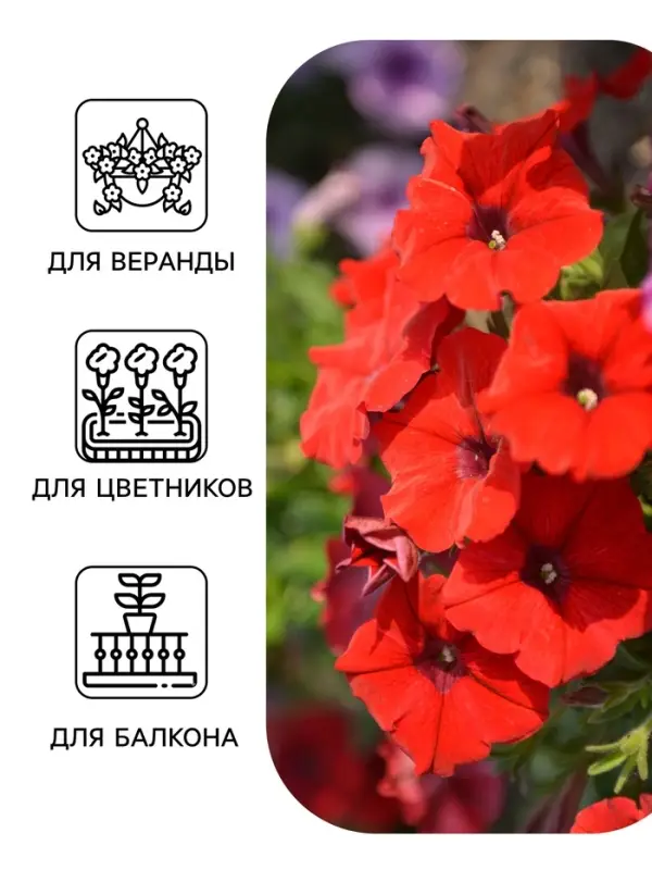 Семена цветов Петуния &laquo;САКСЕСС! 360&deg;&raquo; Ред, F1, 7 шт., Benary, &laquo;АЭЛИТА&raquo;