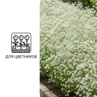 Семена цветов Гипсофила &laquo;Снежные хлопья&raquo;, 0.05 г, &laquo;Гавриш&raquo;