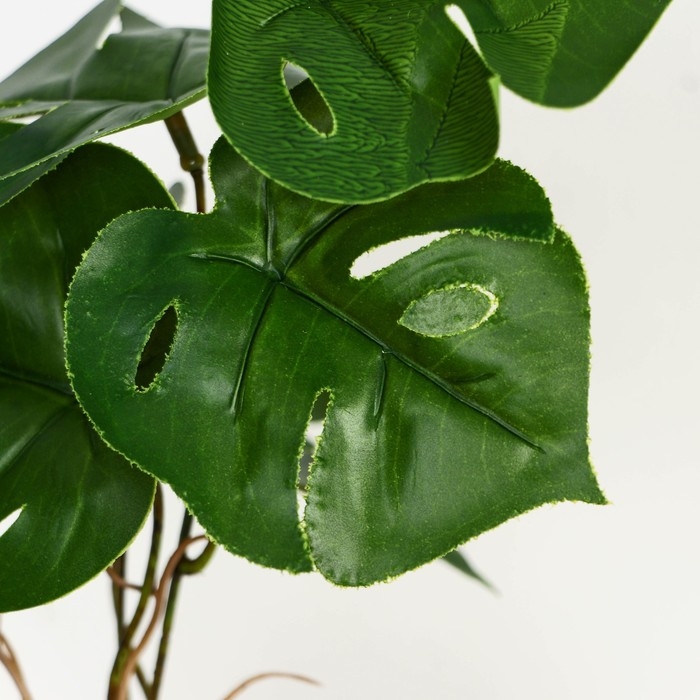 Бонсай в горшке «Монстера блик» 7,5х20 см Бонсай в горшке «Монстера блик» 7,5х20 см