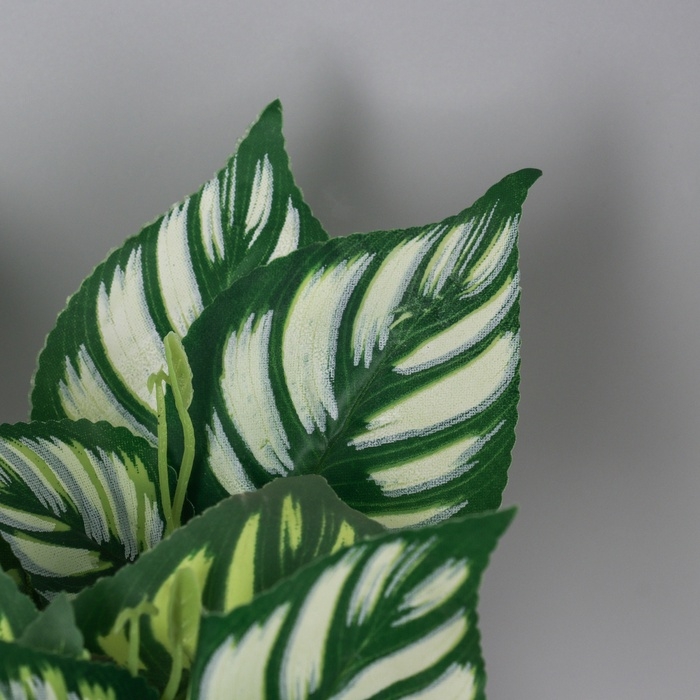 Бонсай в горшке Бонсай в горшке "Калатея макоя" 20х10 см, микс