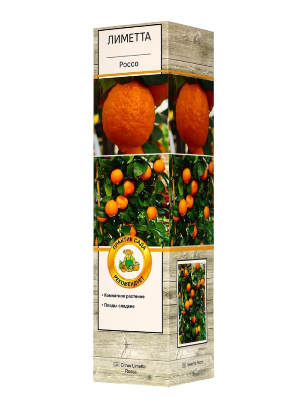 Цитрус Цитрус "Лиметта Россо", туба, 1 шт, Весна 2025