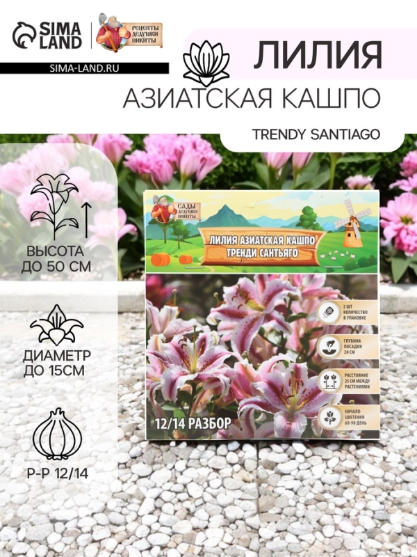 Лилия Азиатская Кашпо Trendy Santiago, луковица в пакете с перфорацией, р-р 12/14, 2 шт.