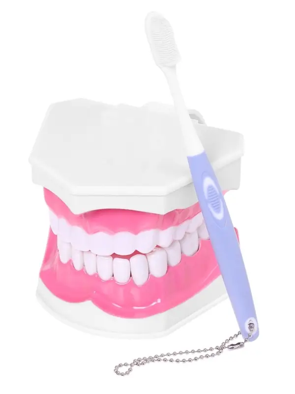 Набор для опытов &laquo;Анатомия&raquo;, челюсть человека