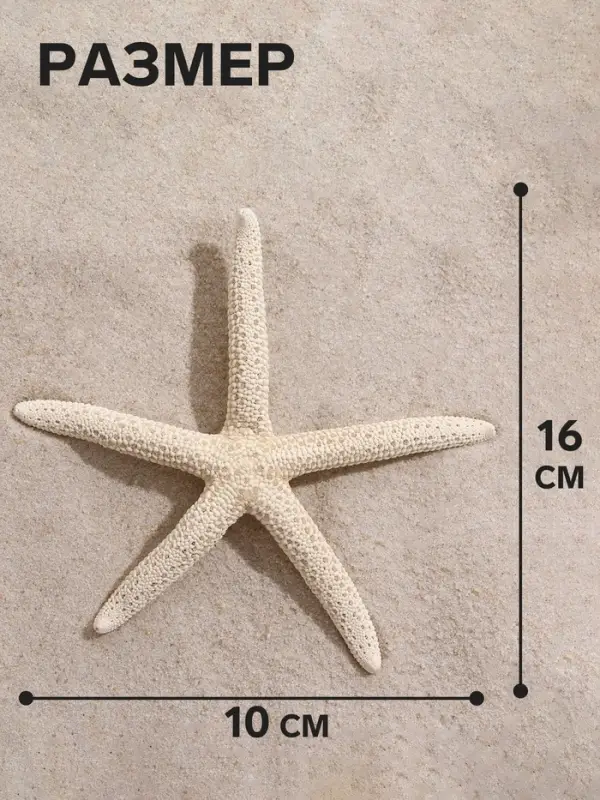 Морская звезда декоративная, 10-16 см