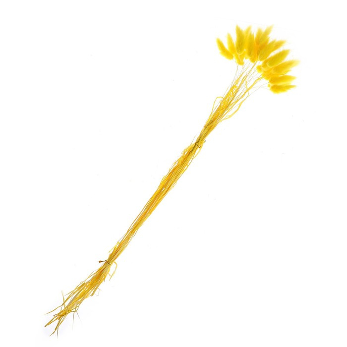 Сухоцвет «Лагурус», набор 30 шт., цвет жёлтый Сухоцвет «Лагурус», набор 30 шт., цвет жёлтый