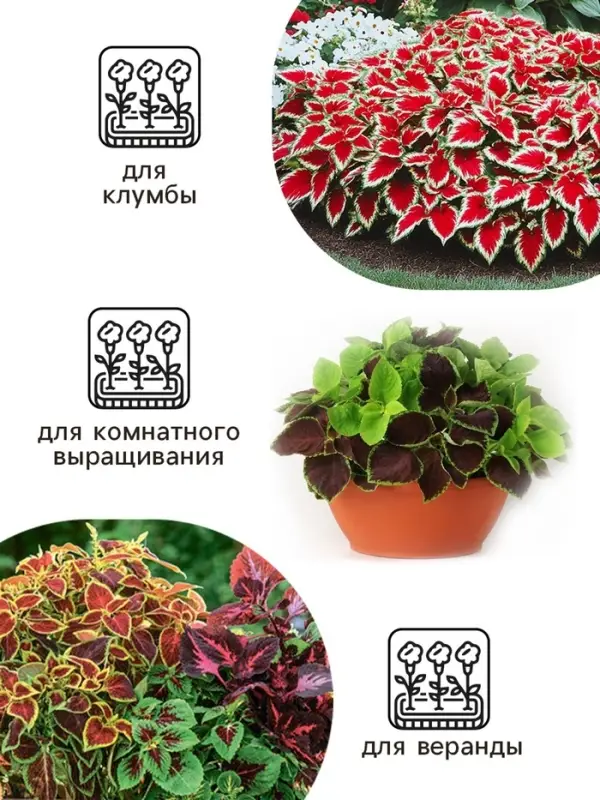 Семена цветов Колеус &laquo;Радуга - Фестиваль танца&raquo;, F1, 10 шт., &laquo;Престиж семена&raquo;