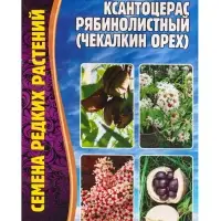 Семена Ксантоцерас Рябинолистный (Чекалкин орех) 2шт. 12.29 г.