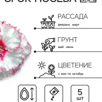 Семена цветов Петуния "Яромнерже", 5 шт.