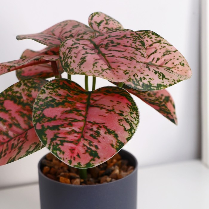 Бонсай в горшке Бонсай в горшке "Аглаонема колор" 7,5х15 см