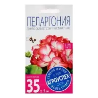 Семена цветов Пеларгония &laquo;Пинто Скарлет Стар&raquo;, F1, 4 шт., &laquo;Агроуспех&raquo;