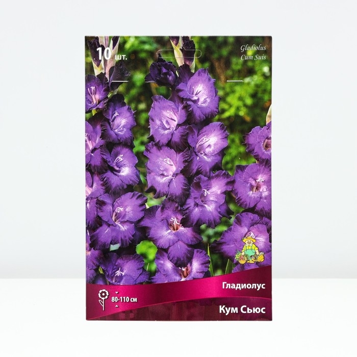 Гладиолус крупноцветковый «Кум Сьюс»,луковица цветов в пакете с перфорацией, р-р 10/12, 10 шт.